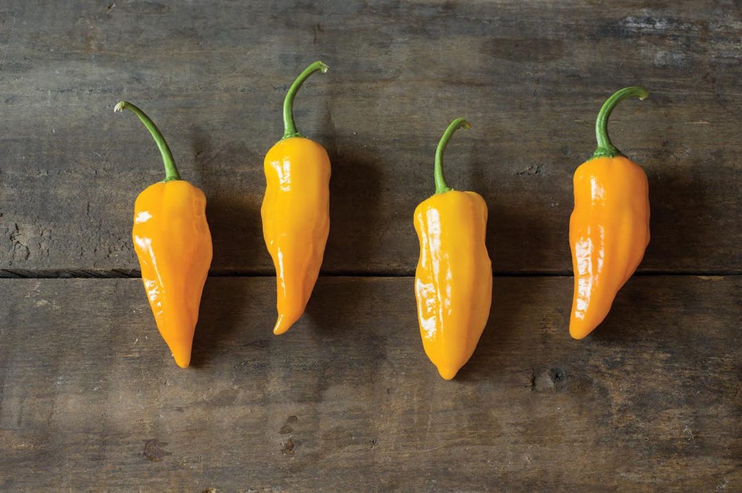 Yellow Ghost Bhut Jolokia Pepper Seeds 10+ Florida Grown - Etsy