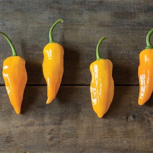 Yellow Ghost Bhut Jolokia Pepper Seeds 10+ Florida Grown