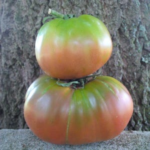 May include: Two heirloom tomatoes, one stacked atop the other, display a gradient of colors. The top tomato is green at the top, transitioning to orange and red. The bottom tomato has similar coloring. A green stem is visible.