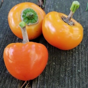 Golden Peppadew Organic Pepper Seeds