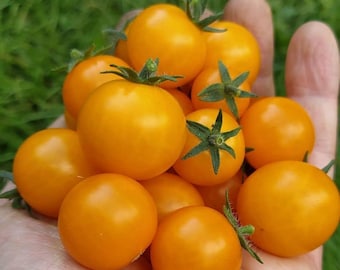 Orange Hat Micro Tomato Seeds