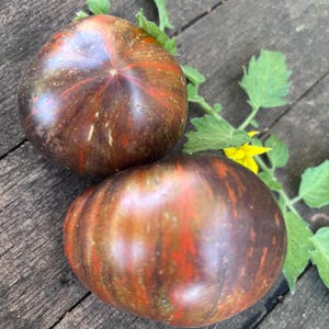 May include: Two heirloom tomatoes with a dark brown, red, and green striped pattern. The tomatoes are on a wooden surface with a green leafy plant.