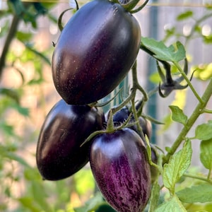 Op de afbeelding: Close-up van vier donkerpaarse erfstuktomaten die aan een wijnstok groeien. De tomaten zijn ovaalvormig en hebben een diepe, rijke kleur.