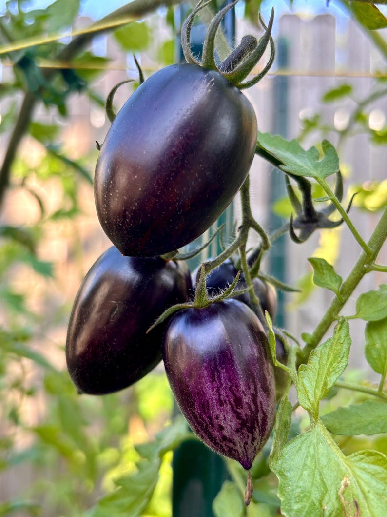 Op de afbeelding: Close-up van vier donkerpaarse erfstuktomaten die aan een wijnstok groeien. De tomaten zijn ovaalvormig en hebben een diepe, rijke kleur.