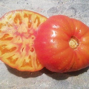 Jarson 18 10+ tomato seeds  Florida Heat Friendly