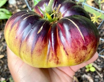 Sart Roloise Belgian Tomato Seeds Florida Grown