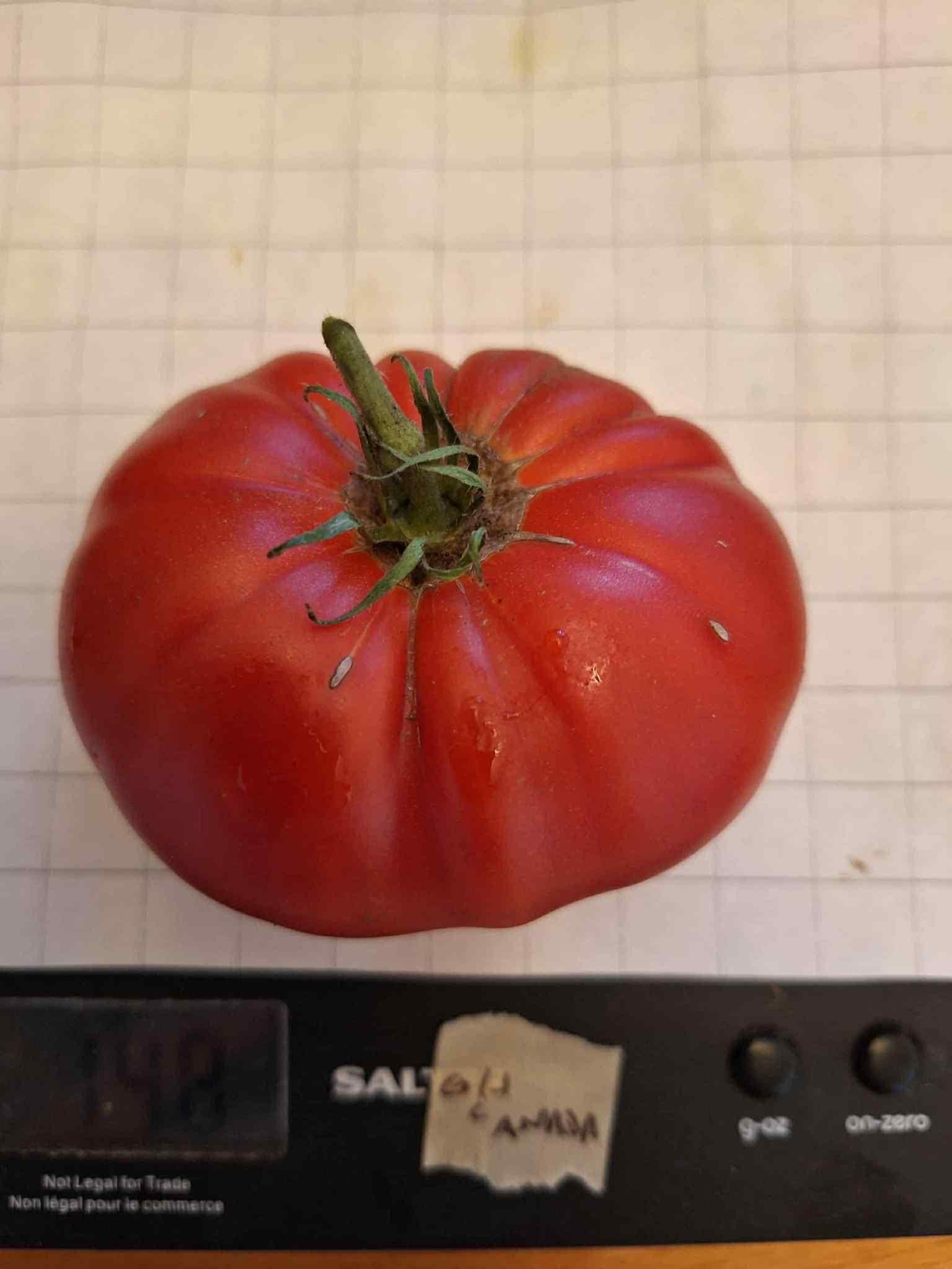 Oh Canada Tomato Seeds - Etsy