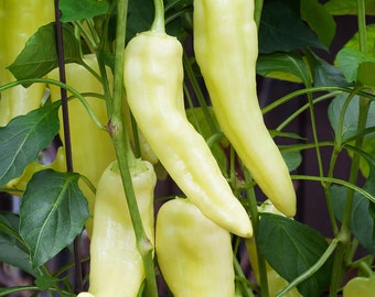 Sweet Banana Hungarian Pepper Seeds