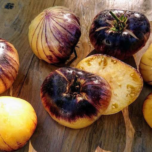 Sart Roloise Belgian Tomato Seeds Florida Grown - Etsy