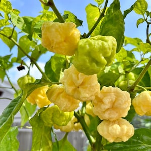 Goat Brains Pepper Seeds 10+ Florida Grown