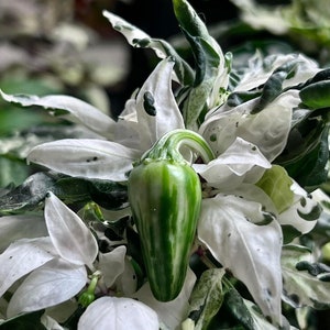 Mattapeño Jalapeño Hot Pepper Seeds 10 Pack
