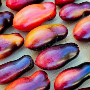 Antho Pink Panther Dwarf Tomato Seeds Florida Heat Friendly