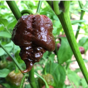 May include: A close-up of a dark brown chili pepper with a wrinkled, bumpy texture. The pepper is hanging from a green stem and is surrounded by green leaves.