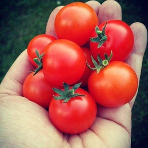 May include: A handful of ripe, red cherry tomatoes with green stems. The tomatoes are round and smooth, with a vibrant color. The image is taken outdoors, with a blurred green background.