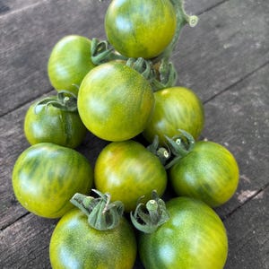 Beautiful Ones Dwarf Cherry Tomato Seeds from Bill Yoder Prince Line  Florida Heat Friendly