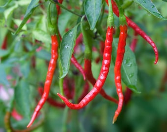 Chile de Arbol Mexican Ristra Pepper Seeds 10+