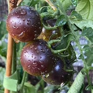 Dancing With Smurfs Tomato Seeds Florida Grown
