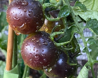 Puede incluir: Primer plano de tres tomates de color morado oscuro con gotas de agua sobre ellos, creciendo en una vid con hojas verdes.