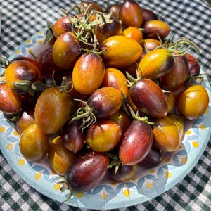 Op de afbeelding: Een bord met kleurrijke erfstuktomaten. De tomaten zijn een mix van geel en paars, en sommige hebben een rode tint. De tomaten zijn in een enkele laag op het bord gerangschikt.