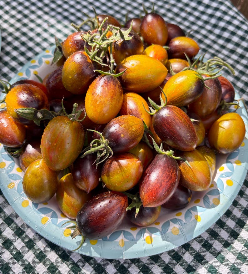 Op de afbeelding: Een bord met kleurrijke erfstuktomaten. De tomaten zijn een mix van geel en paars, en sommige hebben een rode tint. De tomaten zijn in een enkele laag op het bord gerangschikt.