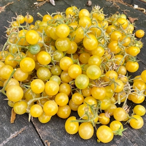 Everglades White Tomato Seeds Florida Grown