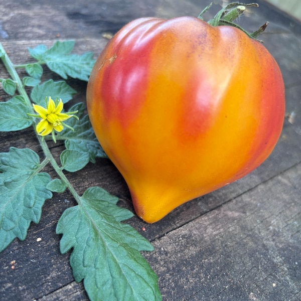 Come Undone Tomato Seeds from Bill Yoder Duran Duran Line  Florida Heat Friendly