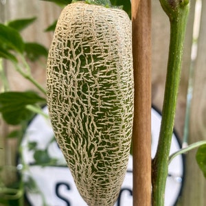 Farmers Market Jalapeño Hot Pepper Seeds 10+