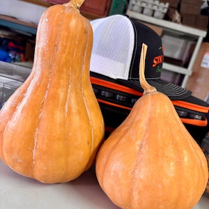 May include: Two orange butternut squashes with long, slender necks and bulbous bases, each topped with a dry, woody stem. The squashes have smooth, matte skin with subtle vertical ridges and are positioned side by side in a bright, indoor setting.