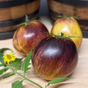 Rebel Starfighter Kayleigh Anne Tomato Seeds Florida Heat Friendly
