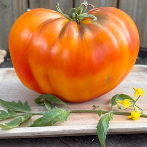 Save A Prayer Tomato Seeds by Breeder Bill Yoder Florida Heat Friendly