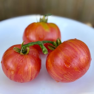 Kip’s Stripes Dwarf Tomato Seeds Florida Grown