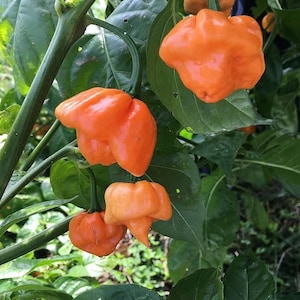 Bahamian Goat Caribbean Hot Pepper Seeds