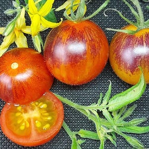 Rebel Starfighter Cocktail Tomato Seeds Florida Heat Friendly
