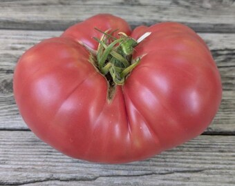 Strawberry Lemonade Dwarf Tomato Seeds