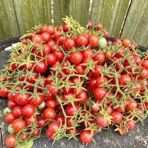 Everglades Tomato Seeds Florida Grown