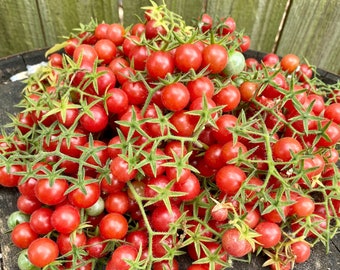 thumbnail image 2 of 10 Congo Watermelon Seeds – Heirloom & Non-GMO For 2025 Growing Season 2 of 4