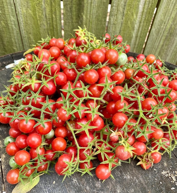 Everglades Tomato Seeds Florida Grown