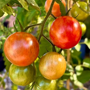 Rebel Scum Wookie Balls Tomato Seeds Florida Heat Friendly