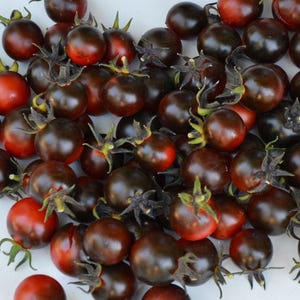 Little Red Corvette Cherry Tomato Seeds from Bill Yoder Prince Line  Florida Heat Friendly