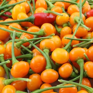 Aji Charapita Rare Pepper Seeds