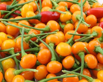 Aji Charapita Rare Pepper Seeds