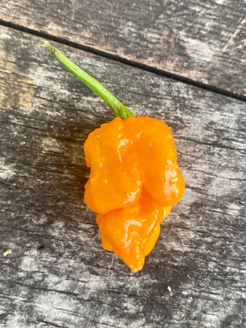 Orange 7 Pot Primo Pepper Seeds image 1