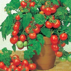 May include: A potted tomato plant with many red ripe tomatoes growing on it. The plant is in a brown terracotta pot and is surrounded by green leaves.