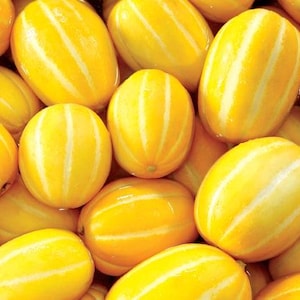 May include: A collection of Korean melons, also known as chamoe, featuring smooth, bright yellow rinds with distinct, thin, vertical white stripes. These oval-shaped fruits are packed closely together, displaying a uniform, vibrant yellow colour.