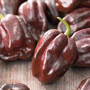 Chocolate Habanero Hot Pepper Seeds 10+