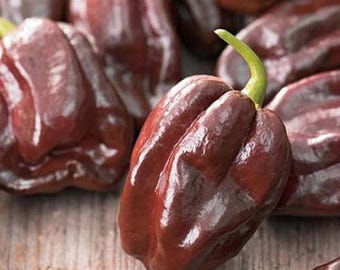 Chocolate Habanero Hot Pepper Seeds 10+