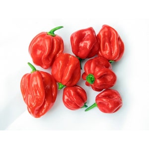 Scotch Bonnet Jamaican Red Hot Pepper Seeds