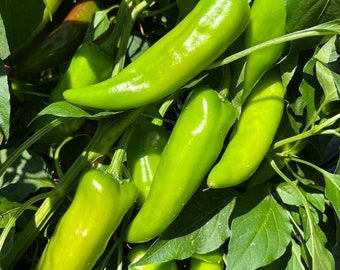 Hatch Rattlesnake Hot Chili Pepper Seeds 10+