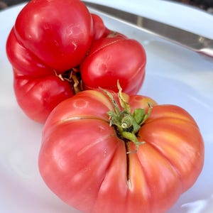 Zoe’s Sweet Dwarf Tomato Seeds Florida Grown