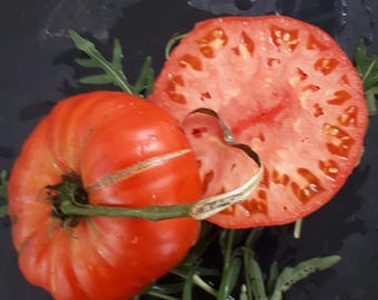 Kozula 121 Tomato Seeds Florida Friendly